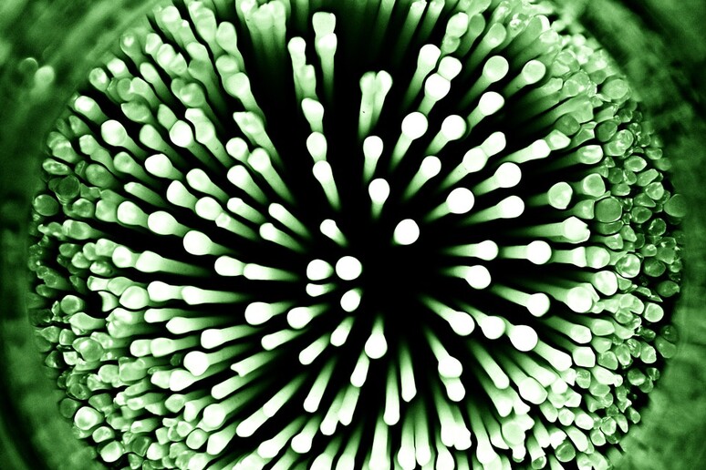 Batteri fotosintetici riescono a ottenere energia pulita dai liquami (fonte: Pixabay) - RIPRODUZIONE RISERVATA