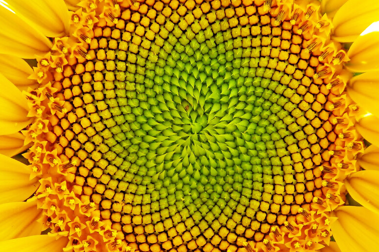 Nelle piante fiori e petali sono disposti secondo sequenze che rispecchiano le serie di numeri di Fibonacci (fonte: Ginette, Flickr) - RIPRODUZIONE RISERVATA