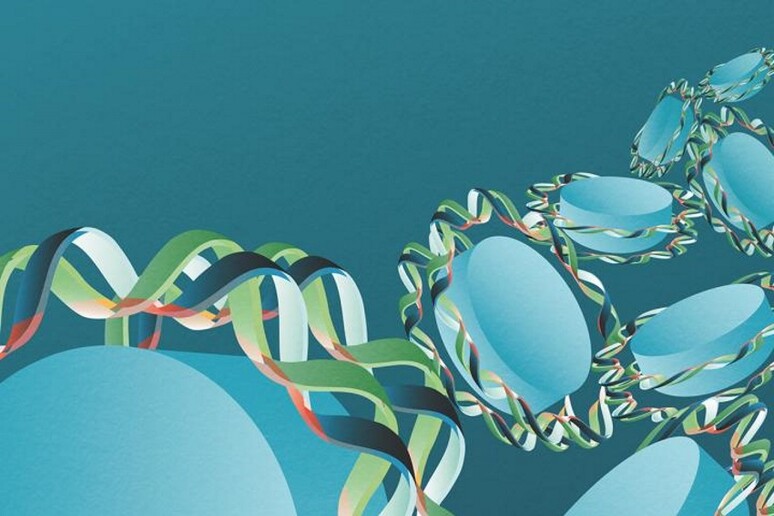 Il Dna ha un proprio ritmo, che aiuta a capire come si impacchetta nelle cellule attorno a rocchetti di proteine e come corregge le mutazioni (fonte: Iris Joval Granollers) - RIPRODUZIONE RISERVATA