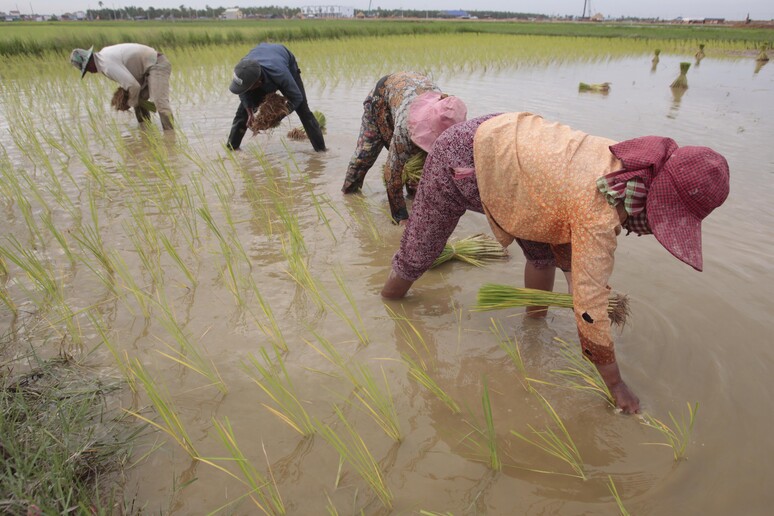 La coltivazione del riso in Cambogia - RIPRODUZIONE RISERVATA