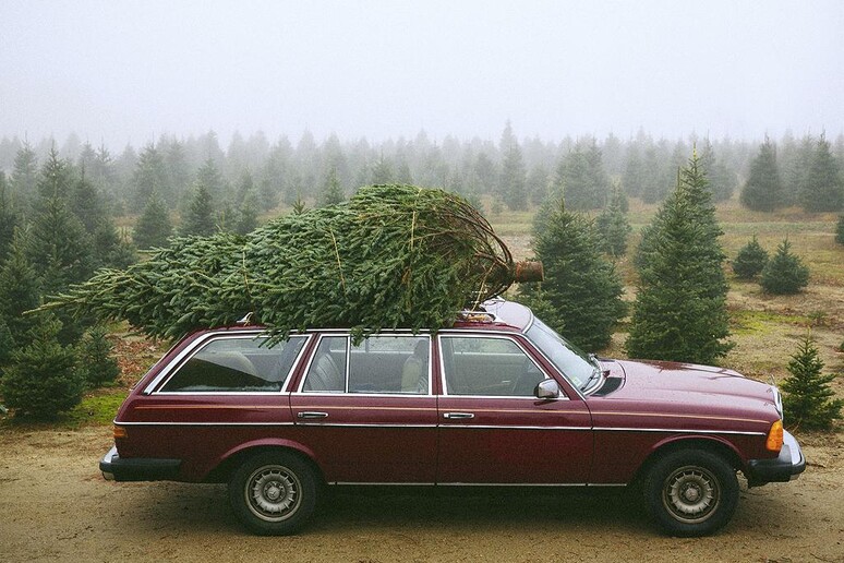 Trasportare abete natalizio in auto richiede rispetto norme - RIPRODUZIONE RISERVATA