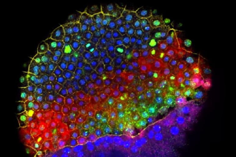 Le tecnologie che permettono di studiare lo sviluppo delle cellule con un dettaglio unico sono la scoperta del 2018 secondo la rivista Science (fonte: Science Magazine) - RIPRODUZIONE RISERVATA