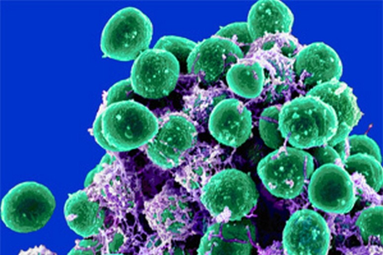 Batteri al microscopio elettronico (fonte: Microbe World/Flickr) - RIPRODUZIONE RISERVATA