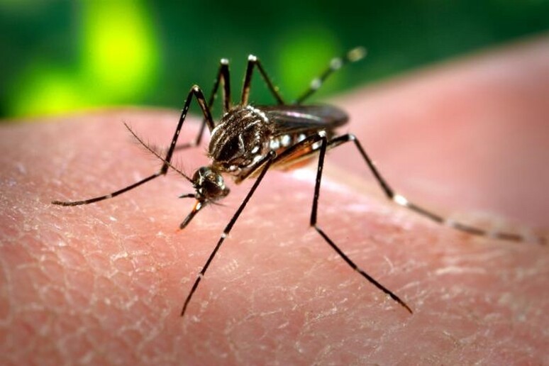 Nuovi repellenti di origine naturale contro le zanzare veicolo di malattiae infettive (fonte: James Gathany, CDC) - RIPRODUZIONE RISERVATA