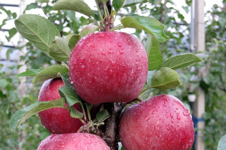La nuova varietà di mela Fuji del CIV - RIPRODUZIONE RISERVATA