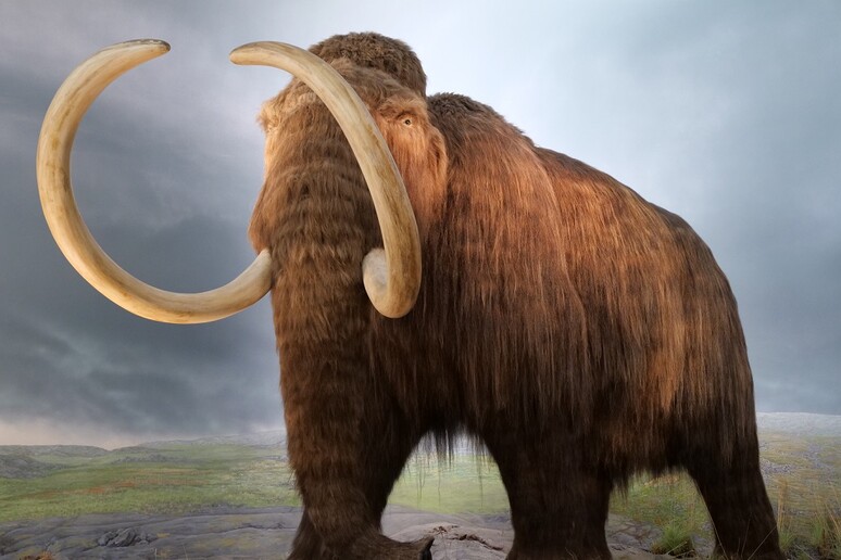 L 'orologio genetico rivela l 'aspettativa di vita dei mammut (fonte: Wikimedia Commons) - RIPRODUZIONE RISERVATA