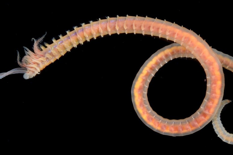 I policheti, chiamati anche vermi marini, possono essere trasportati dalle correnti (fonte: Marine GEO, Flickr) - RIPRODUZIONE RISERVATA