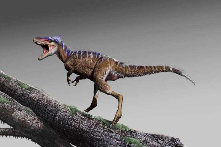 Rappresentazione grafica dell’antenato del T-rex, Moros intrepidus, piccolo come un canguro. (fonte: Jorge Gonzalez) - RIPRODUZIONE RISERVATA