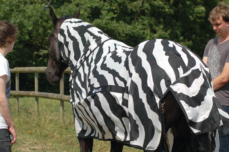 Cavalli mascherati da zebre rivelano il segreto delle strisce (fonte: Tim Caro, Bristol University) - RIPRODUZIONE RISERVATA