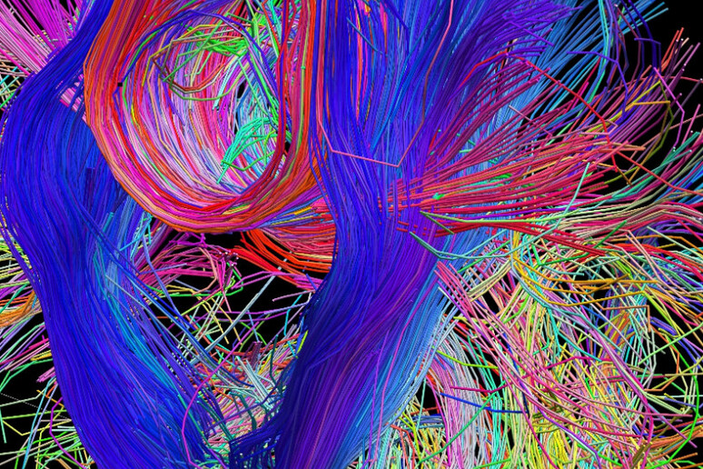 Una mappa delle connessioni tra le fibre nervose (fonte: Human Connectome Project) - RIPRODUZIONE RISERVATA
