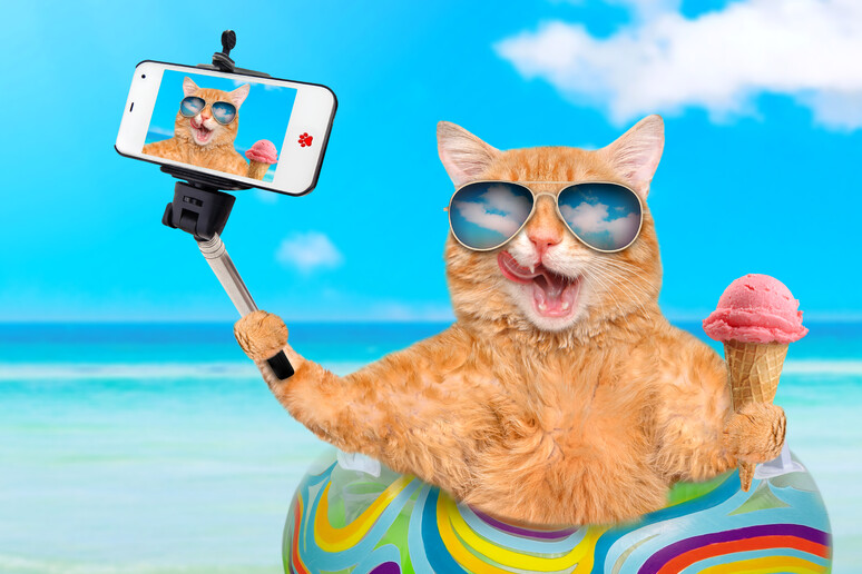Selfie, gelato, materassino e occhiali da sole per il gatto vacanziero foto iStock. - RIPRODUZIONE RISERVATA