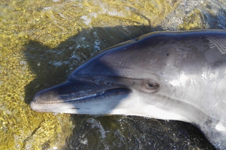 Un delfino morto - RIPRODUZIONE RISERVATA