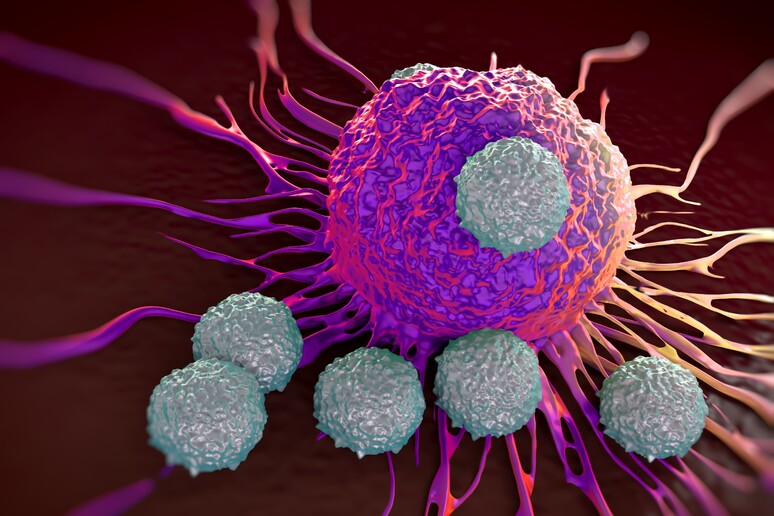 Scoperte nuove cellule-soldato che combattono il cancro -     RIPRODUZIONE RISERVATA