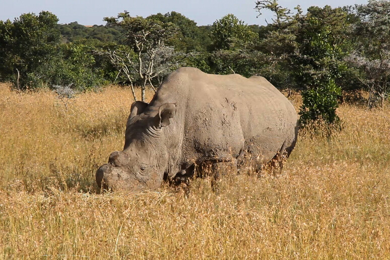 Un esemplare di rinoceronte bianco del Nord (fonte: Michael Dalton-Smith or Digital Crossing Productions) - RIPRODUZIONE RISERVATA