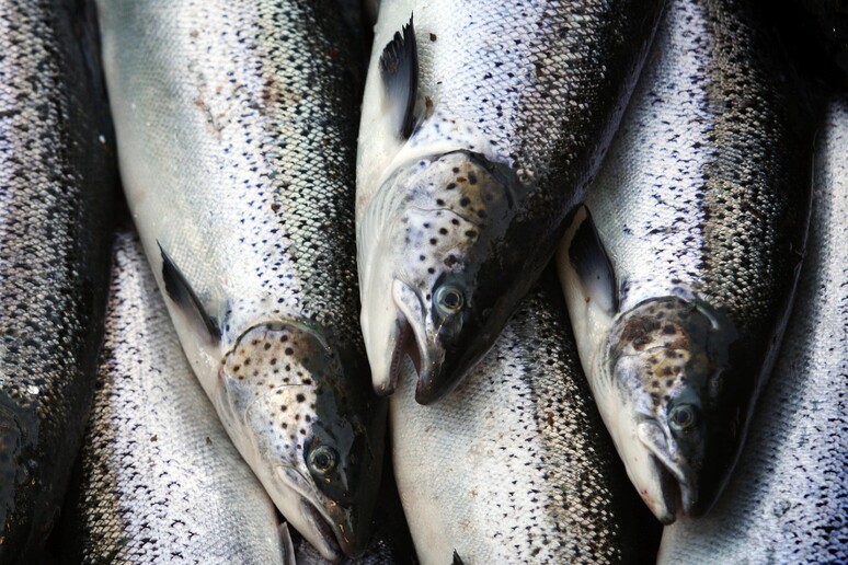 Mercati del pesce in ripresa, sale la domanda del salmone - RIPRODUZIONE RISERVATA