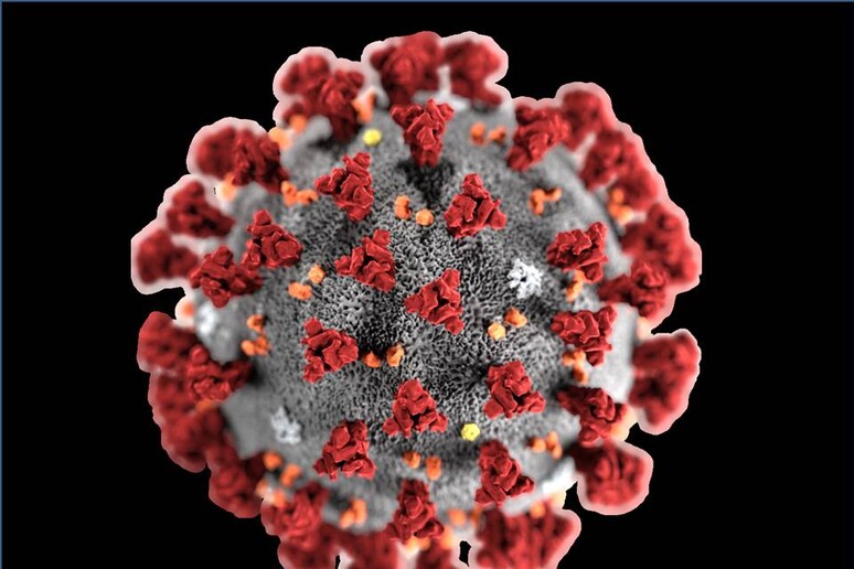 Rappresentazione grafica del coronavirus 2019-nCoV (fonte: CDC/ Alissa Eckert, MS; Dan Higgins, MAM) - RIPRODUZIONE RISERVATA
