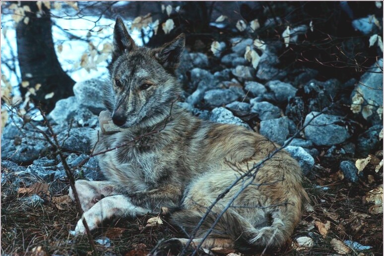 Un esemplare maculato di ibrido tra lupo e cane (fonte: L. Boitani) - RIPRODUZIONE RISERVATA