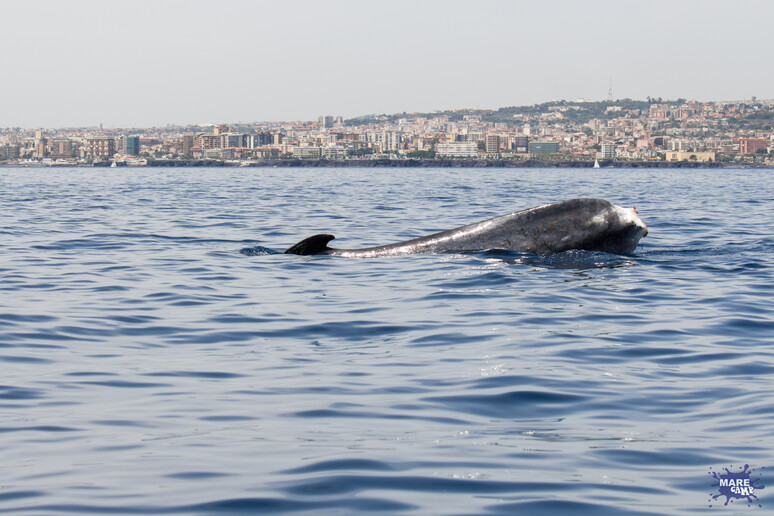 La balena Codamozza è arrivata davanti alla Liguria - RIPRODUZIONE RISERVATA