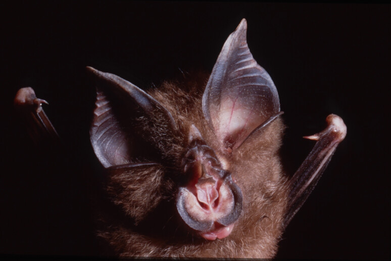 I virus ‘cugini’ di SarsCoV2 sono stati identificati in pipistrelli della specie Rhinolophus shameli (fonte: Ben Hayes) - RIPRODUZIONE RISERVATA