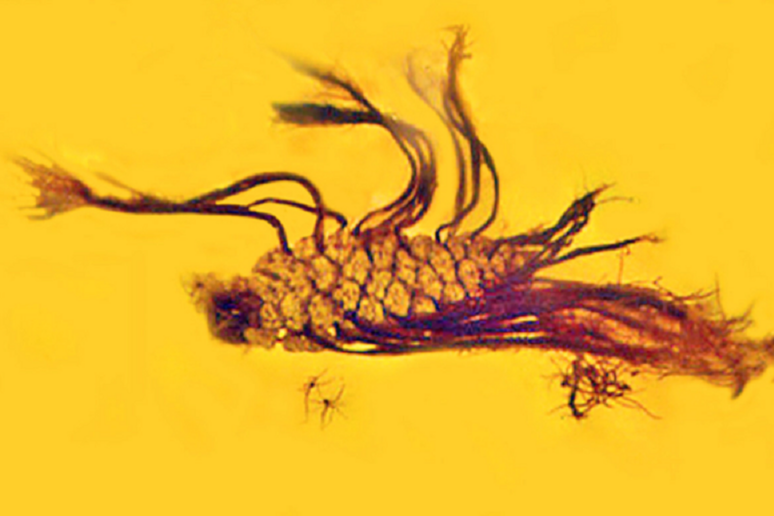 Prima testimonianza fossile della germinazione precoce. In questa pigna imprigionata nell 'ambra 40 milioni di anni i semi hanno germoglianìto prima di lasciare il frutto (fonte: George Poinar Jr., OSU) - RIPRODUZIONE RISERVATA