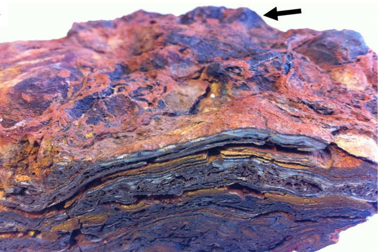 La vita era presente sulla Terra già 3,48 miliardi di anni fa: la nuova conferma arriva grazie ad avanzate tecniche di analisi di antichissimi fossili rinvenuti nell’Australia occidentale (Fonte: Università di Bologna) - RIPRODUZIONE RISERVATA