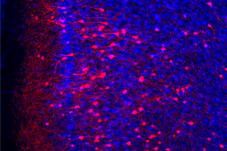 I neuroni della corteccia prefrontale (in azzurro) e, fra questi, quelli che registrano le paure (in rosso) (fonte: Cho lab, UC Riverside) - RIPRODUZIONE RISERVATA
