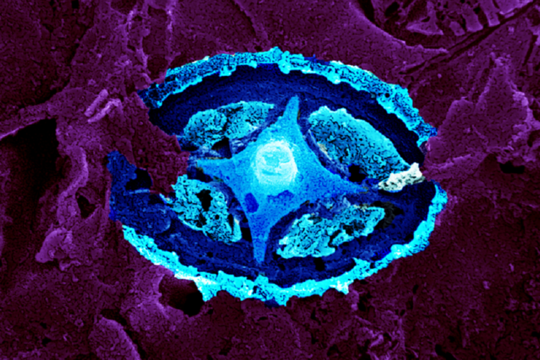 L 'impronta di un microfossile delle dimensioni di 5 microm, in falsi coloti (fonte: Sam Slater, Swedish Museum of Natural History) - RIPRODUZIONE RISERVATA