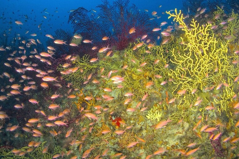 A Ischia spunta un  'giardino segreto ' nell’area marina protetta - RIPRODUZIONE RISERVATA