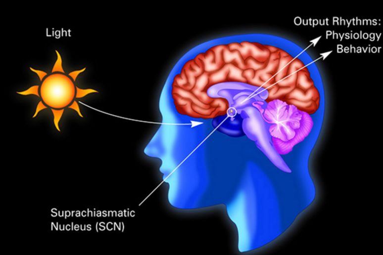 Scoperti i meccanismi molecolari attivati nel cervello dai cambiamenti stagionali della luce (fonte: National Institute of General Medical Sciences) - RIPRODUZIONE RISERVATA