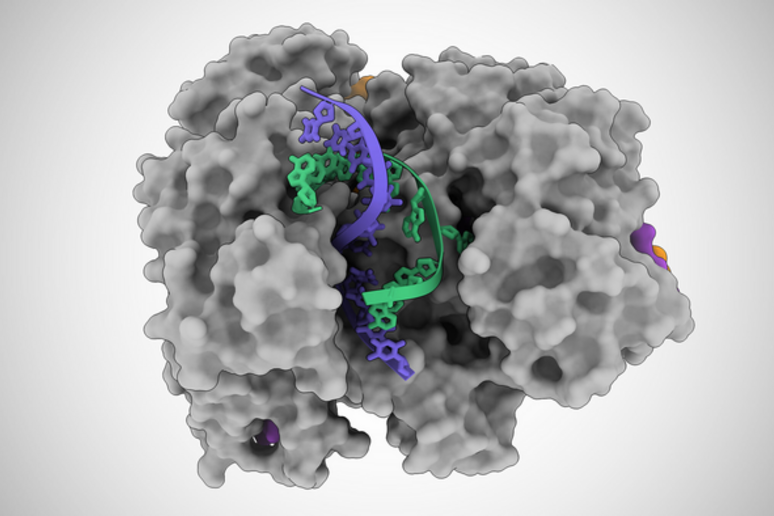 La proteina Cas12a2 in azione sulla doppia elica di Dna (fonte: Jack Bravo/Università del Texas ad Austin) - RIPRODUZIONE RISERVATA
