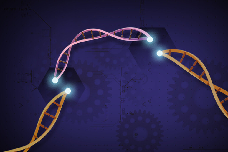 Rappresentazione grafica della tecnica Crispr che riscrive il Dna (fonte: Ernesto del Aguila III, National Human Genome Research Institute, NIH) - RIPRODUZIONE RISERVATA