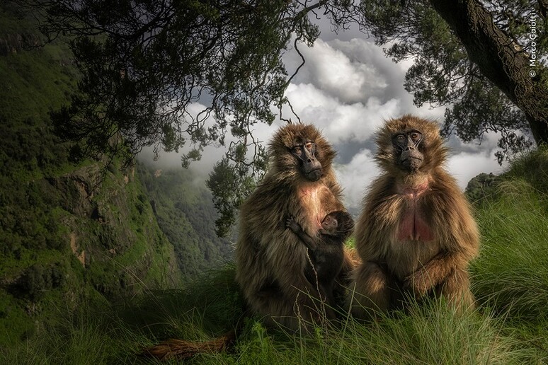 Le scimmie gelada su un altopiano nei Monti Simien in Etiopia (fonte: ©Marco Gaiotti, Wildlife Photographer of the Year) - RIPRODUZIONE RISERVATA
