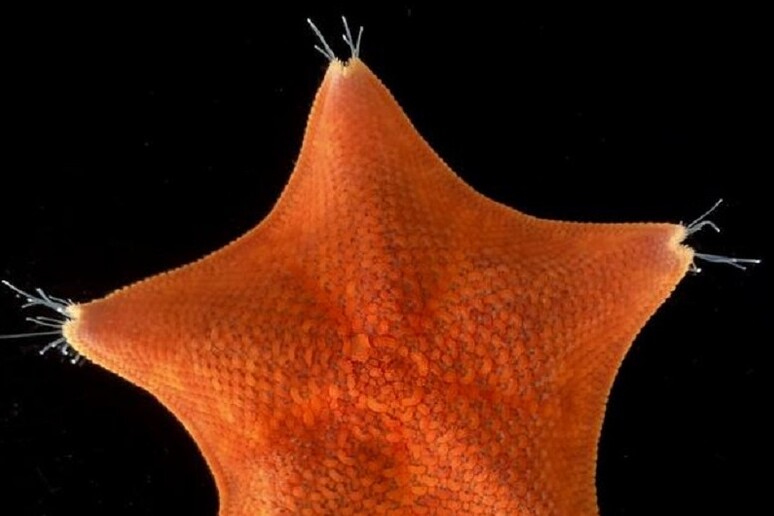 La singolare simmetria delle stelle marine ha reso difficile ricostruire l 'evoluzione di questi animali (fonte: Laurent Formery) - RIPRODUZIONE RISERVATA