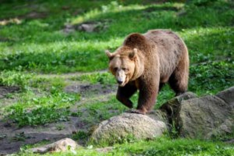 S� delle commissioni ad usare spray al peperoncino anti orso - RIPRODUZIONE RISERVATA