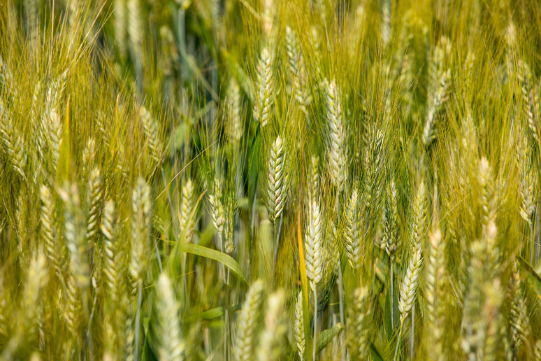 In Sicilia nasce il primo Distretto produttivo cereali -     RIPRODUZIONE RISERVATA
