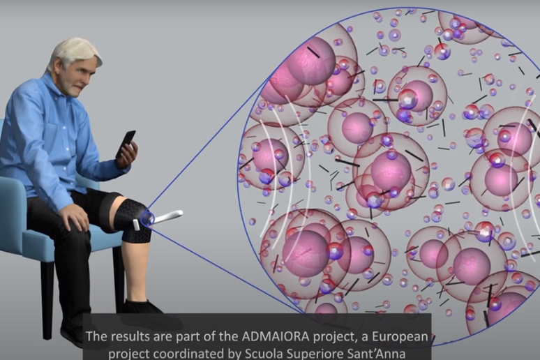 Cartilage regenerated using biomaterials (credit: Scuola Superiore Sant’Anna) -     RIPRODUZIONE RISERVATA