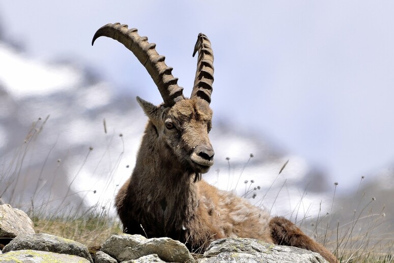 Alpine ibex are changing their habits due to global warming (credit: Pixabay) -     RIPRODUZIONE RISERVATA