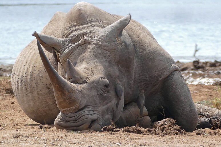 Ottenuta la prima gravidanza in un rinoceronte bianco (fonte: Bernard Dupont from France, da Wikipedia) -     RIPRODUZIONE RISERVATA