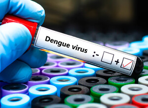 La Dengue può provocare una nuova pandemia? 