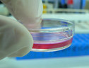 Efsa lancia piattaforma per ridurre esperimenti su animali (ANSA)