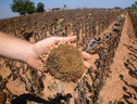 Clima: con siccità nei campi orticoltura si fa in dryfarming (ANSA)