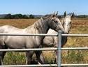 Unesco, nel patrimonio entra allevamento dei cavalli Lipizzani (ANSA)