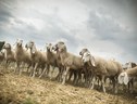 Regioni Ue, l'Ue tuteli la pastorizia sostenibile (ANSA)