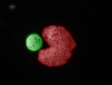 In rosso l’organismo pluricellulare progettato al computer mentre aggrega cellule staminali (fonte: D. Blackinston) (ANSA)