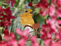 La perdita della biodiversità sta impoverendo il canto degli uccelli (fonte: nutmeg66 da Flickr) (ANSA)
