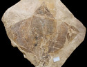 Il pesce fossile scoperto in Veneto nella Pesciara di Bolca, sui Monti Lessini (fonte: Giorgio Carnevale, Università di Torino) (ANSA)