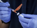 Pfizer-BioNTech, al via test clinici vaccino contro Omicron (ANSA)