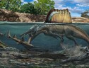 Ricostruzione artistica di uno spinosauro che si immerge in un fiumi per cacciare sott’acqua (fonte: © Illustrazione di Davide Bonadonna) (ANSA)