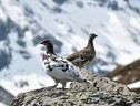 La pernice bianca è tra gli uccelli alpini d’alta quota minacciati dai cambiamenti climatici (fonte: Jan Frode Haugseth - Wikimedia, CC BY-SA 3.0) (ANSA)