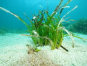 La posidonia oceanica si conferma un fondamentale serbatoio di carbonio (fonte: HYDRA Marine Sciences GmbH) (ANSA)